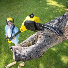 How Our Tree Care Process Works  in  La Habra, CA